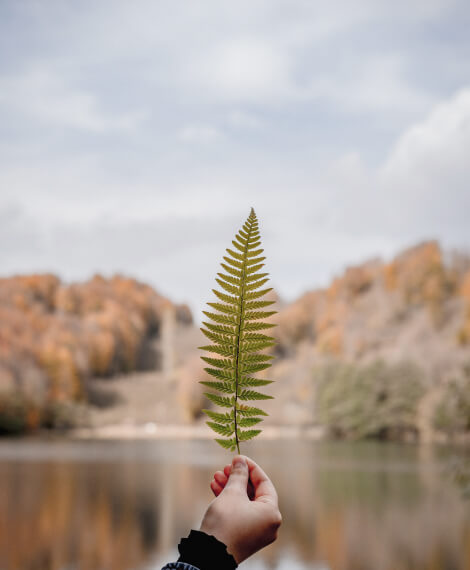 Acasă Leaf